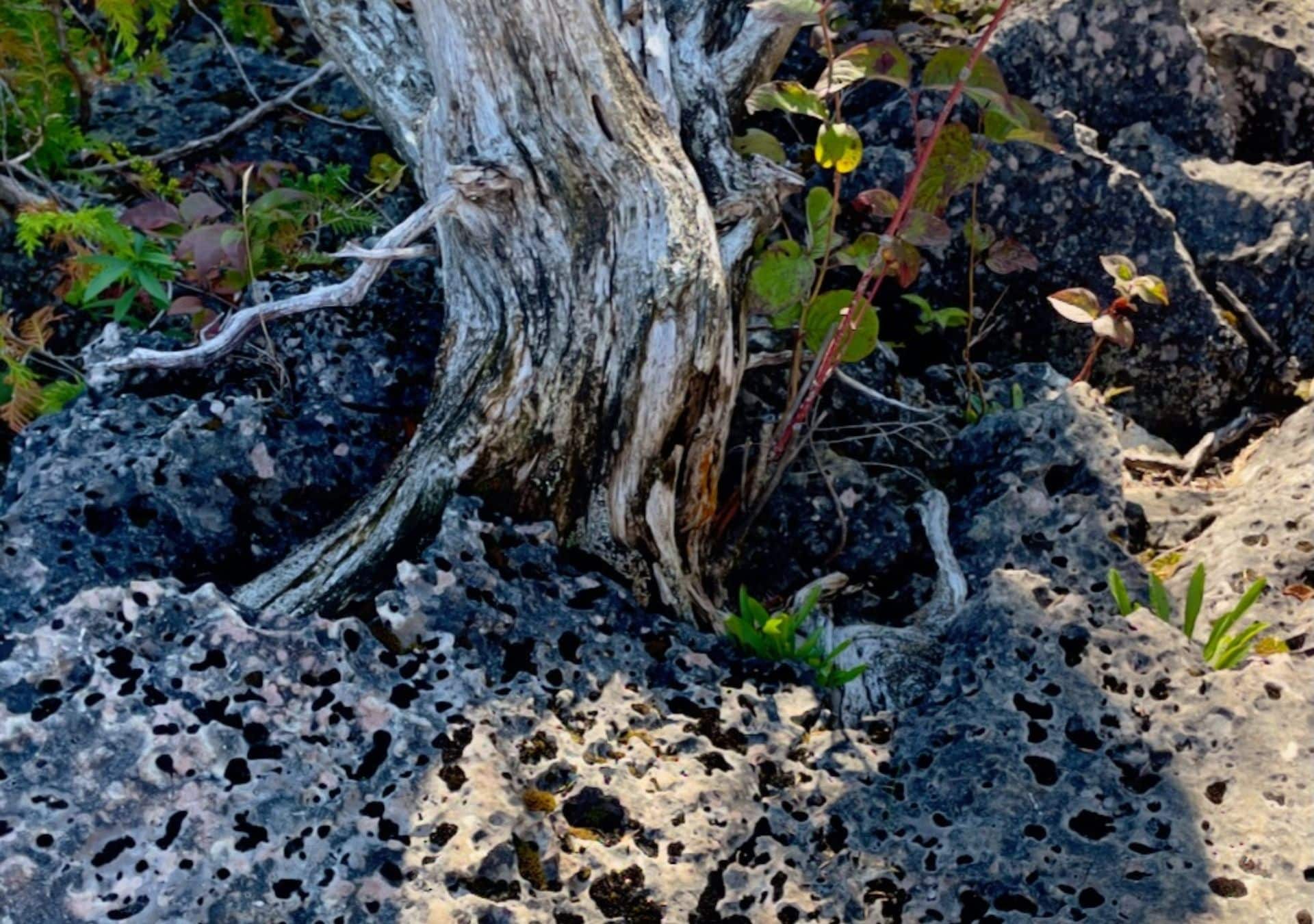 Twisted tree trunk among rocky terrain