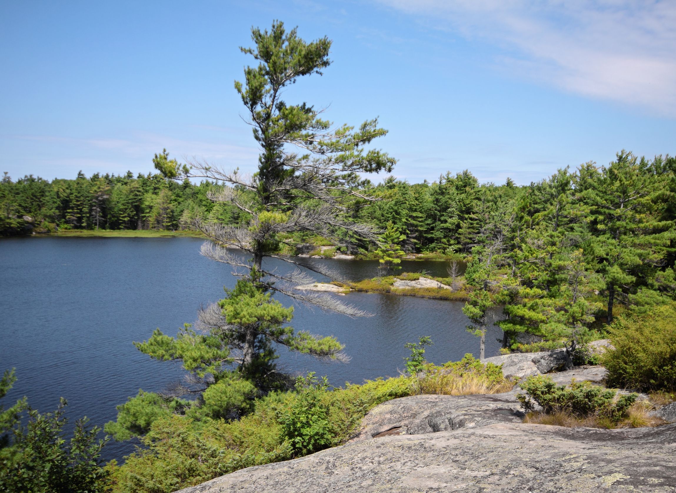 Serene lake surrounded by trees